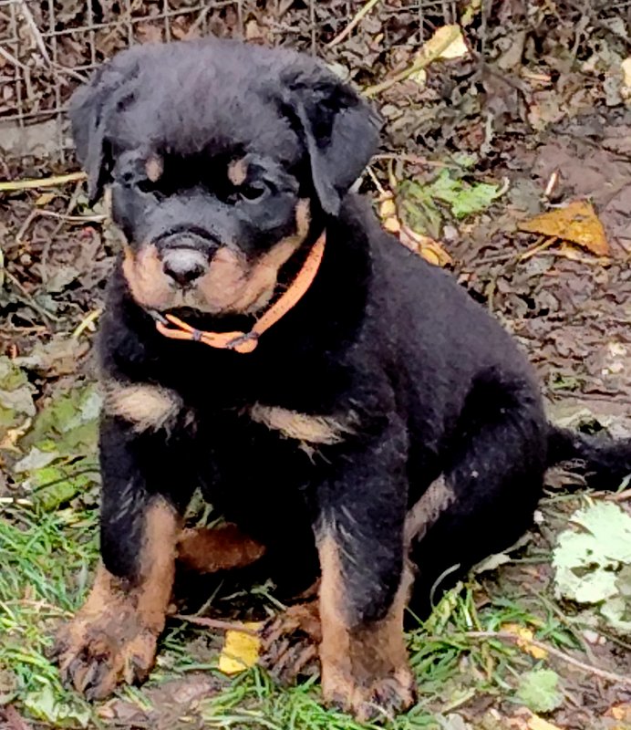 Rottweiler Welpe